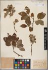Foto von Salix aurita L. x Salix caprea L.